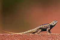 /images/133/2014-07-20-tucson-lizard-1dx_3014.jpg - #12093: Desert Spiny Lizard in Tucson … July 2014 -- Tucson, Arizona