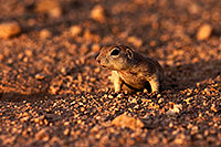/images/133/2014-07-26-tucson-creatures-1dx_5093.jpg - #12097: Round Tailed Ground Squirrels in Tucson … July 2014 -- Tucson, Arizona
