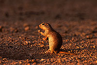 /images/133/2014-07-26-tucson-creatures-1dx_5149.jpg - #12098: Round Tailed Ground Squirrels in Tucson … July 2014 -- Tucson, Arizona