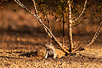 /images/133/2014-07-27-tucson-creatures-1dx_5260.jpg - #12100: Round Tailed Ground Squirrels in Tucson … July 2014 -- Tucson, Arizona