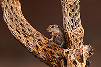 /images/133/2014-07-27-tucson-creatures-1dx_5330.jpg - #12101: Round Tailed Ground Squirrels in Tucson … July 2014 -- Tucson, Arizona