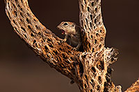 /images/133/2014-07-27-tucson-creatures-1dx_5363.jpg - #12102: Round Tailed Ground Squirrels in Tucson … July 2014 -- Tucson, Arizona