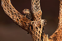 /images/133/2014-07-27-tucson-creatures-7-1dx_5365.jpg - #12105: Round Tailed Ground Squirrels in Tucson … July 2014 -- Tucson, Arizona