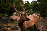 /images/133/2014-08-01-gc-elk-1dx_0141.jpg - #12120: Elk in Grand Canyon … August 2014 -- Grand Canyon, Arizona
