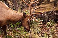 /images/133/2014-08-12-gc-elk-1dx_4278.jpg - #12124: Elk in Grand Canyon … August 2014 -- Grand Canyon, Arizona