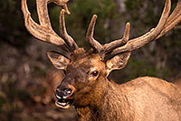 /images/133/2014-08-12-gc-elk-1dx_4361.jpg - #12127: Elk in Grand Canyon … August 2014 -- Grand Canyon, Arizona