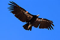 /images/133/2014-08-17-gc-condor-1dx_6997.jpg - #12147: California Condor in Grand Canyon … August 2014 -- Grand Canyon, Arizona