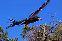 /images/133/2014-08-17-gc-condor-1dx_7091.jpg - #12148: California Condor in Grand Canyon … August 2014 -- Grand Canyon, Arizona