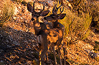 /images/133/2014-08-18-gc-deer-1dx_8218.jpg - #12155: Deer in Grand Canyon … August 2014 -- Grand Canyon, Arizona