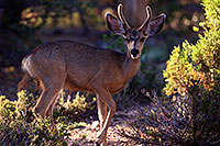 /images/133/2014-08-18-gc-deer-1dx_8290.jpg - #12156: Deer in Grand Canyon … August 2014 -- Grand Canyon, Arizona