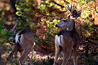 /images/133/2014-08-18-gc-deer-1dx_8309.jpg - #12158: Deer in Grand Canyon … August 2014 -- Grand Canyon, Arizona