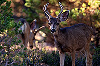 /images/133/2014-08-18-gc-deer-1dx_8324.jpg - #12158: Deer in Grand Canyon … August 2014 -- Grand Canyon, Arizona