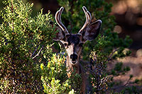 /images/133/2014-08-18-gc-deer-1dx_8350.jpg - #12160: Deer in Grand Canyon … August 2014 -- Grand Canyon, Arizona