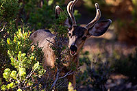 /images/133/2014-08-18-gc-deer-1dx_8454.jpg - #12160: Deer in Grand Canyon … August 2014 -- Grand Canyon, Arizona