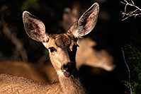 /images/133/2014-08-18-gc-deer-1dx_8567.jpg - #12162: Deer in Grand Canyon … August 2014 -- Grand Canyon, Arizona