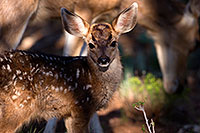 /images/133/2014-08-18-gc-fawn-1dx_8648.jpg - #12164: Deer in Grand Canyon … August 2014 -- Grand Canyon, Arizona