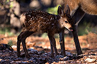 /images/133/2014-08-18-gc-fawn-1dx_8792.jpg - #12168: Deer in Grand Canyon … August 2014 -- Grand Canyon, Arizona