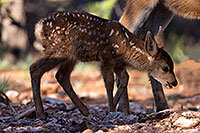 /images/133/2014-08-18-gc-fawn-1dx_8800.jpg - #12170: Deer in Grand Canyon … August 2014 -- Grand Canyon, Arizona