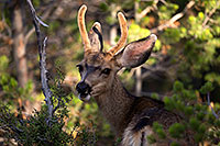 /images/133/2014-08-30-gc-deer-1dx_0187.jpg - #12177: Mule Deer in Grand Canyon … August 2014 -- Grand Canyon, Arizona