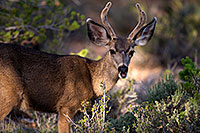 /images/133/2014-08-30-gc-deer-1dx_0247.jpg - #12178: Mule Deer in Grand Canyon … August 2014 -- Grand Canyon, Arizona