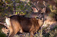 /images/133/2014-08-30-gc-deer-1dx_0315.jpg - #12181: Mule Deer in Grand Canyon … August 2014 -- Grand Canyon, Arizona