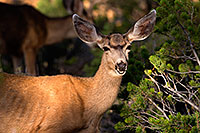 /images/133/2014-08-30-gc-deer-1dx_0383.jpg - #12183: Mule Deer in Grand Canyon … August 2014 -- Grand Canyon, Arizona