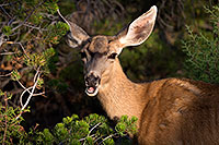 /images/133/2014-08-30-gc-deer-1dx_0444.jpg - #12184: Mule Deer in Grand Canyon … August 2014 -- Grand Canyon, Arizona