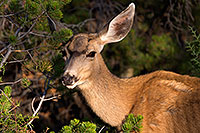 /images/133/2014-08-30-gc-deer-1dx_0453.jpg - #12186: Mule Deer in Grand Canyon … August 2014 -- Grand Canyon, Arizona
