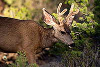 /images/133/2014-08-30-gc-deer-1dx_0454.jpg - #12187: Mule Deer in Grand Canyon … August 2014 -- Grand Canyon, Arizona