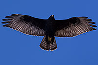 /images/133/2014-09-01-gc-hawk-1dx_2385.jpg - Birds > Zone Tailed Hawks