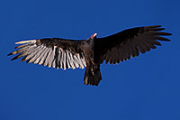 /images/133/2014-09-01-gc-vultures-1dx_2173.jpg - #12191: Vulture in flight in Grand Canyon … September 2014 -- Grand Canyon, Arizona