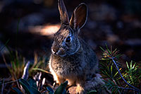 /images/133/2014-09-13-gc-bunny-1dx_3592.jpg - #12194: Young rabbit in Grand Canyon … Sept 2014 -- Grand Canyon, Arizona