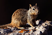 /images/133/2014-09-14-gc-squirrels-1dx_6044.jpg - #12204: Squirrels in Grand Canyon … September 2014 -- Grand Canyon, Arizona