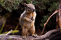 /images/133/2014-09-21-gc-squirrels-5d3_1282.jpg - #12208: Squirrels in Grand Canyon … September 2014 -- Grand Canyon, Arizona