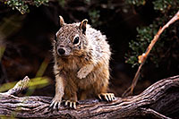 /images/133/2014-09-21-gc-squirrels-5d3_1291.jpg - #12210: Squirrels in Grand Canyon … September 2014 -- Grand Canyon, Arizona