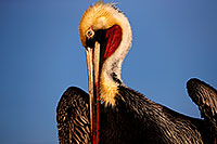 /images/133/2015-01-19-lajolla-pelicans-1dx_2499.jpg - #12397: Pelican in California … January 2015 -- La Jolla, California
