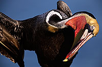 /images/133/2015-01-19-lajolla-pelicans-1dx_2989.jpg - #12398: Pelican in California … January 2015 -- La Jolla, California