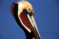 /images/133/2015-01-19-lajolla-pelicans-1dx_3008.jpg - #12399: Pelican in California … January 2015 -- La Jolla, California