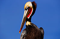 /images/133/2015-01-19-lajolla-pelicans-1dx_3046.jpg - #12400: Pelican in California … January 2015 -- La Jolla, California