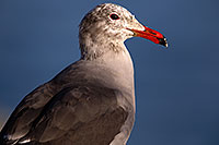 /images/133/2015-01-19-lajolla-seagulls-1dx_2959.jpg - #12402: Seagull in California … January 2015 -- La Jolla, California