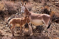 /images/133/2015-08-04-wildrose-donkeys-1dx_1236.jpg - #12549: Donkeys in Death Valley, California … August 2015 -- Wildrose, Death Valley, California