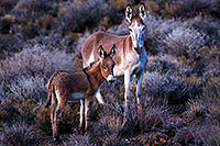 /images/133/2015-08-04-wildrose-donkeys-1dx_1456.jpg - #12553: Donkeys in Death Valley, California … August 2015 -- Wildrose, Death Valley, California