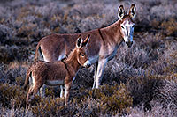 /images/133/2015-08-04-wildrose-donkeys-1dx_1510.jpg - #12554: Donkeys in Death Valley, California … August 2015 -- Wildrose, Death Valley, California