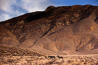/images/133/2015-08-05-dv-wildrose-1dx_1804.jpg - #12558: Wildrose Donkeys in Death Valley, California … July 2015 -- Wildrose, Death Valley, California