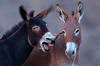 /images/133/2015-08-17-wildrose-donkeys-1dx_3503.jpg - #12603: Donkeys in Death Valley … August 2015 -- Wildrose, Death Valley, California