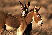 /images/133/2015-08-18-wildrose-donkeys-1dx_3588.jpg - #12607: Donkeys in Death Valley … August 2015 -- Wildrose, Death Valley, California