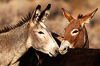 /images/133/2015-08-18-wildrose-donkeys-1dx_3655.jpg - #12608: Donkeys in Death Valley … August 2015 -- Wildrose, Death Valley, California