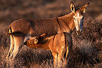 /images/133/2015-08-18-wildrose-donkeys-1dx_3762.jpg - #12610: Donkeys in Death Valley … August 2015 -- Wildrose, Death Valley, California