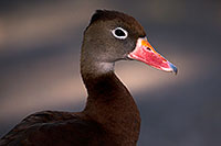 /images/133/2015-11-29-tucson-duck-1dx_00204.jpg - #12747: Black Bellied Whistling Duck at Arizona-Sonora Desert Museum … November 2015 -- Arizona-Sonora Desert Museum, Tucson, Arizona