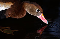 /images/133/2015-12-07-tucson-ducks-1dx_01250.jpg - #12763: Whistling Ducks in Arizona … December 2015 -- Arizona-Sonora Desert Museum, Tucson, Arizona